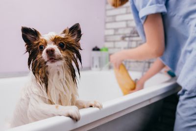 Pet Grooming and Pet Sitting Insurance in Savanna, IL by Miner Agency Insurance