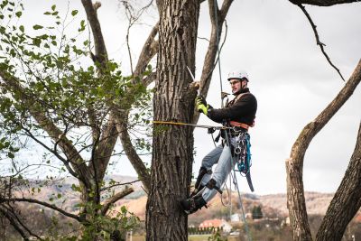 Tree Trimming Insurance in Savanna, IL by Miner Agency Insurance